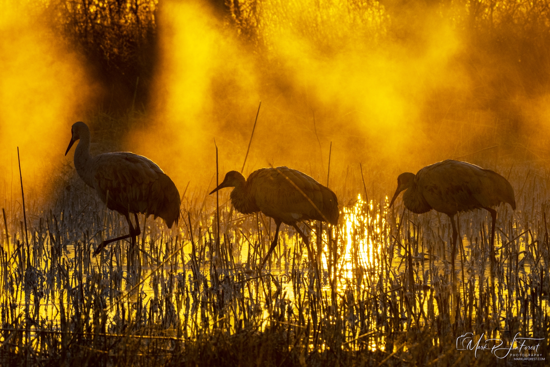 Benardo Wildlife Area, New Mexico